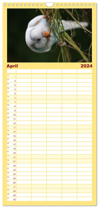 Wellensittichkalender! - Das Original (CALVENDO Familienplaner 2024)