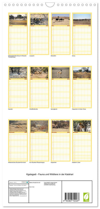 Kgalagadi - Fauna und Wildtiere in der Kalahari (CALVENDO Familienplaner 2024)