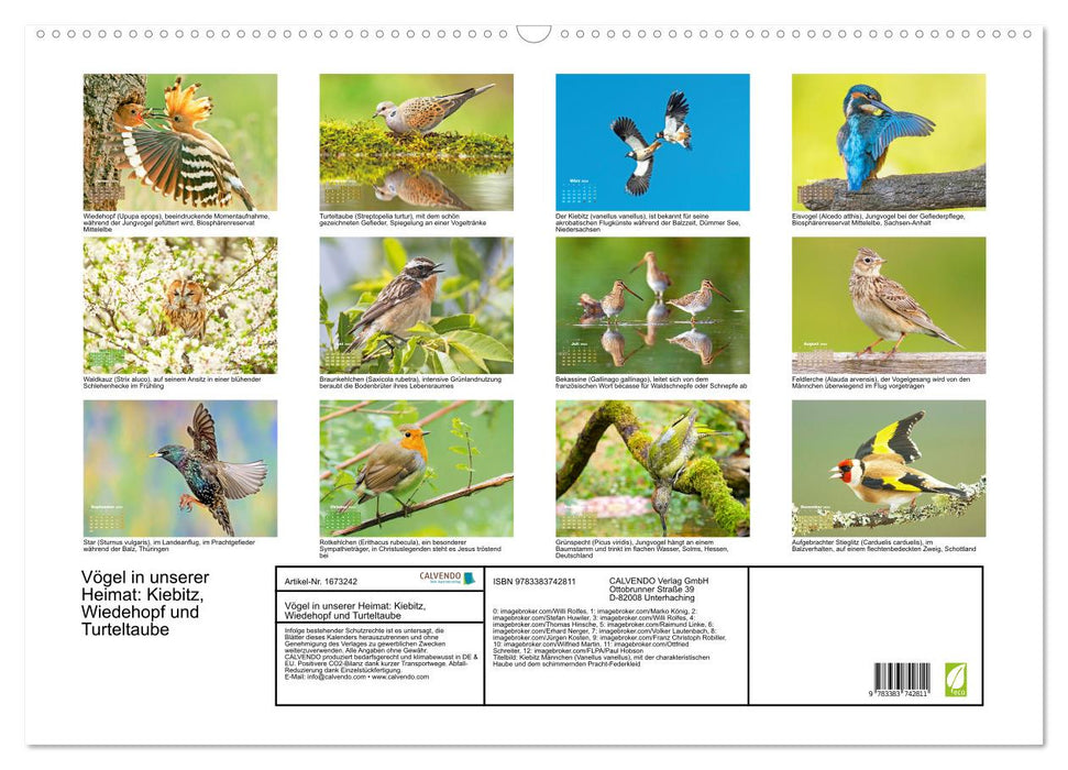 Vögel in unserer Heimat: Kiebitz, Wiedehopf und Turteltaube (CALVENDO Wandkalender 2024)