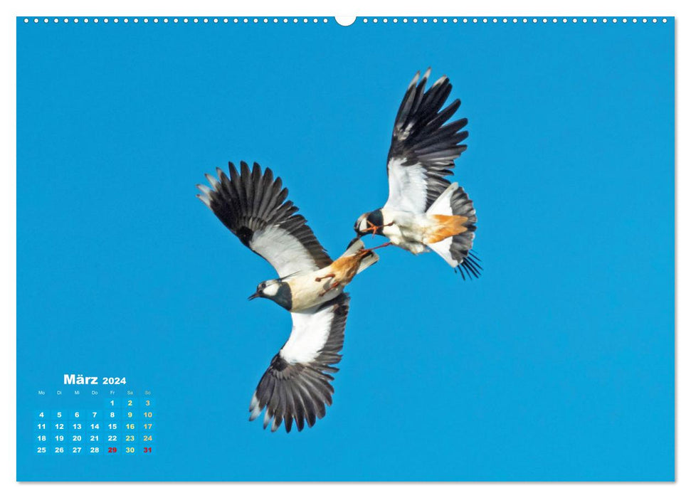 Vögel in unserer Heimat: Kiebitz, Wiedehopf und Turteltaube (CALVENDO Wandkalender 2024)