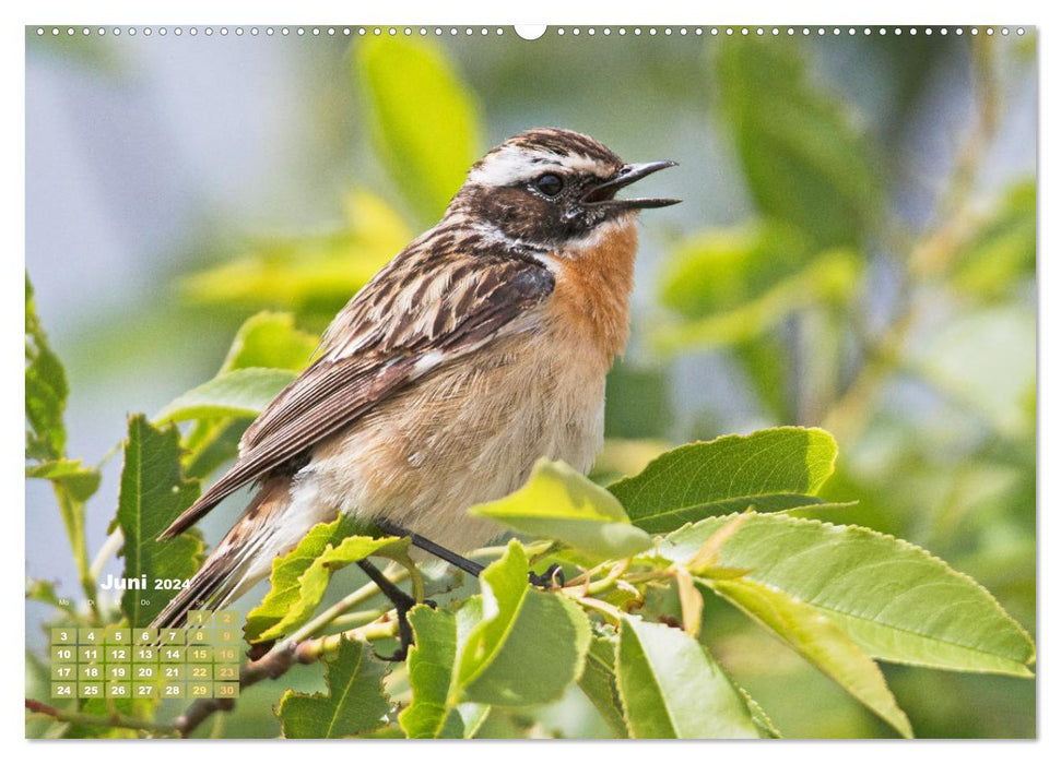 Vögel in unserer Heimat: Kiebitz, Wiedehopf und Turteltaube (CALVENDO Premium Wandkalender 2024)