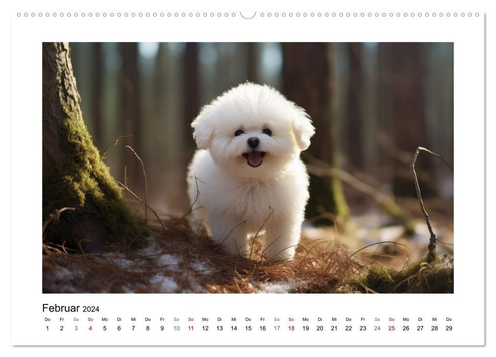 Bichon frisé, weiße Hündchen mit lockigem Haar (CALVENDO Wandkalender 2024)