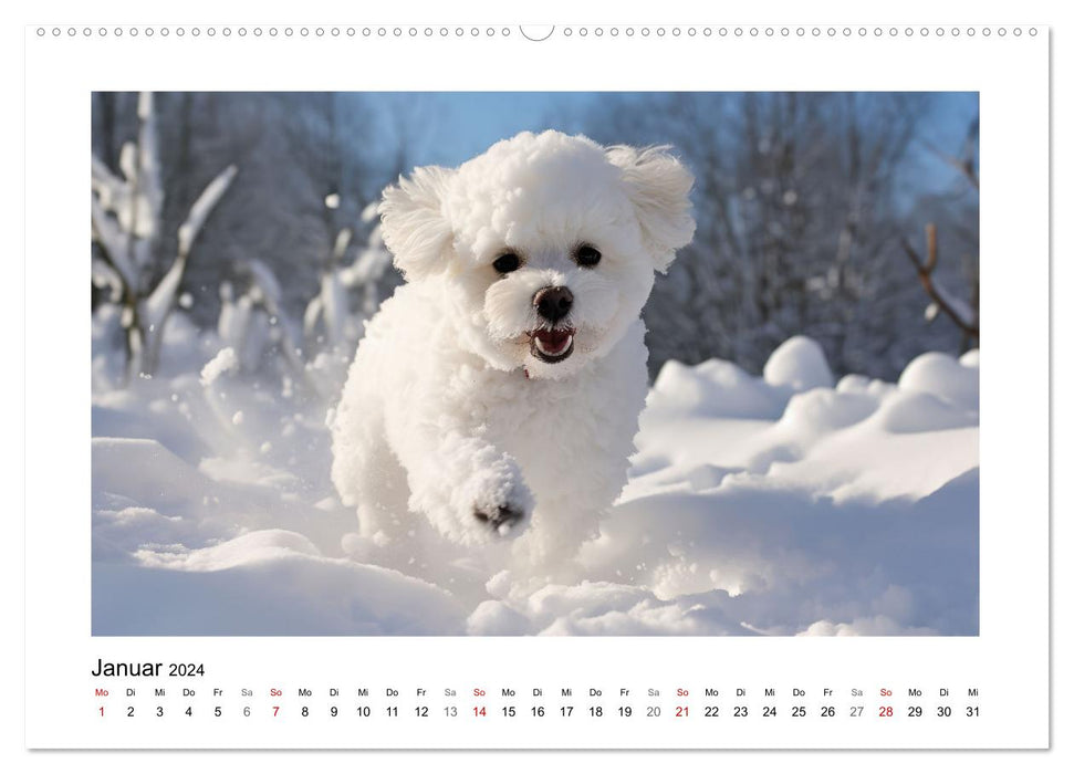 Bichon frisé, weiße Hündchen mit lockigem Haar (CALVENDO Premium Wandkalender 2024)