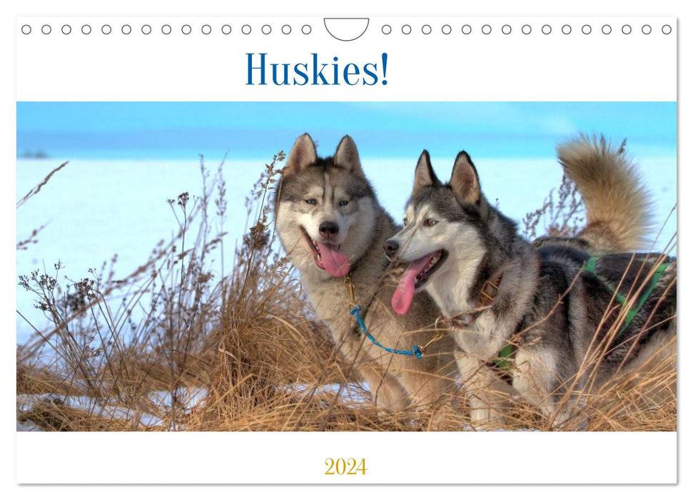 Huskies! (CALVENDO Wandkalender 2024)