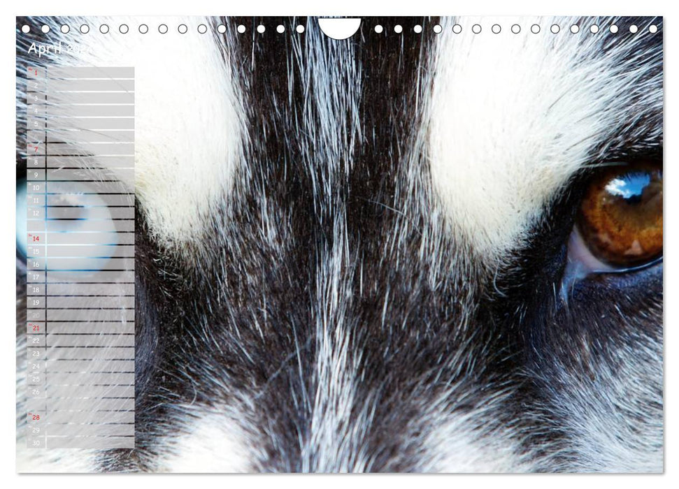 Huskies! (CALVENDO Wandkalender 2024)