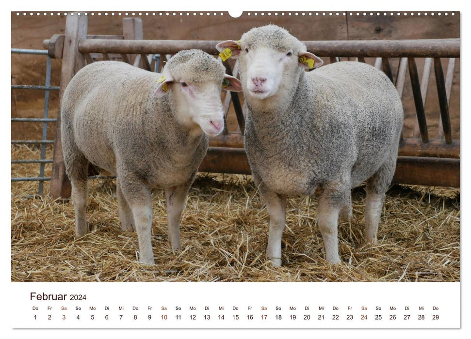 Schöne Schafe (CALVENDO Premium Wandkalender 2024)