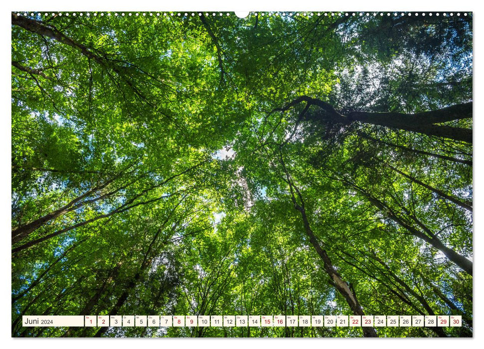 Im Zauber der Wälder (CALVENDO Premium Wandkalender 2024)