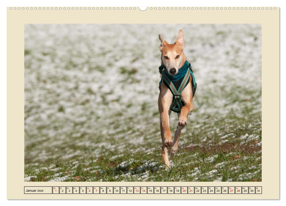 Mit dem Windhund unterwegs im zauberhaften Bergischen Land (CALVENDO Wandkalender 2024)