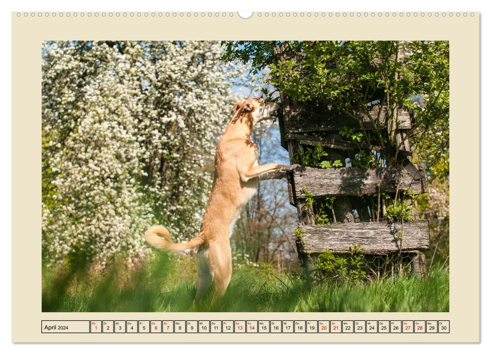 Mit dem Windhund unterwegs im zauberhaften Bergischen Land (CALVENDO Premium Wandkalender 2024)
