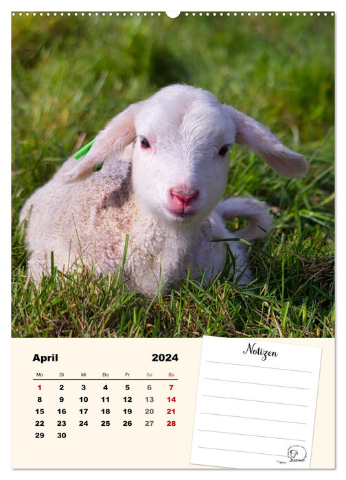 Lämmerglück (CALVENDO Premium Wandkalender 2024)