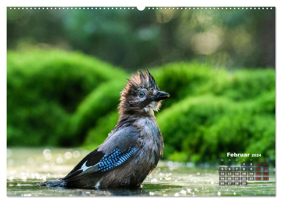 Vögel in heimischen Wäldern (CALVENDO Wandkalender 2024)