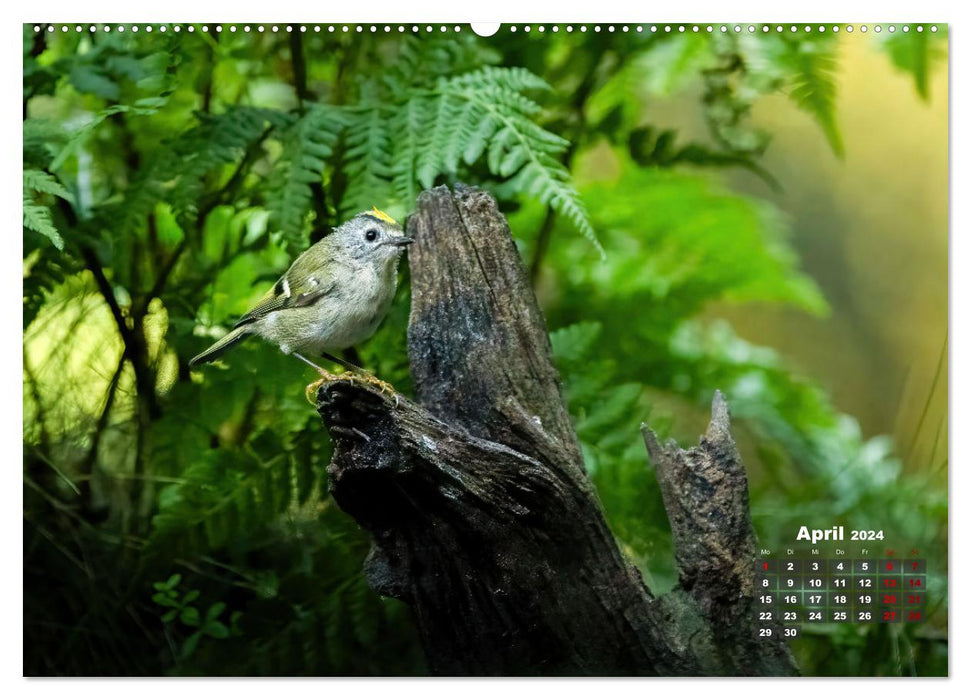 Vögel in heimischen Wäldern (CALVENDO Wandkalender 2024)