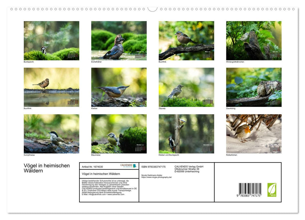 Vögel in heimischen Wäldern (CALVENDO Premium Wandkalender 2024)