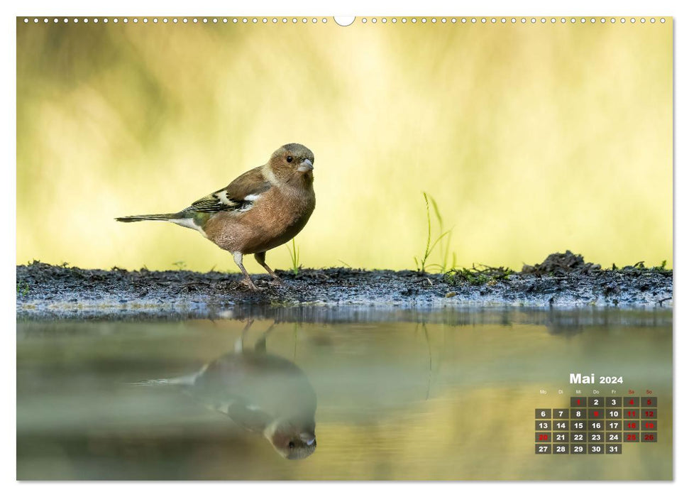 Vögel in heimischen Wäldern (CALVENDO Premium Wandkalender 2024)