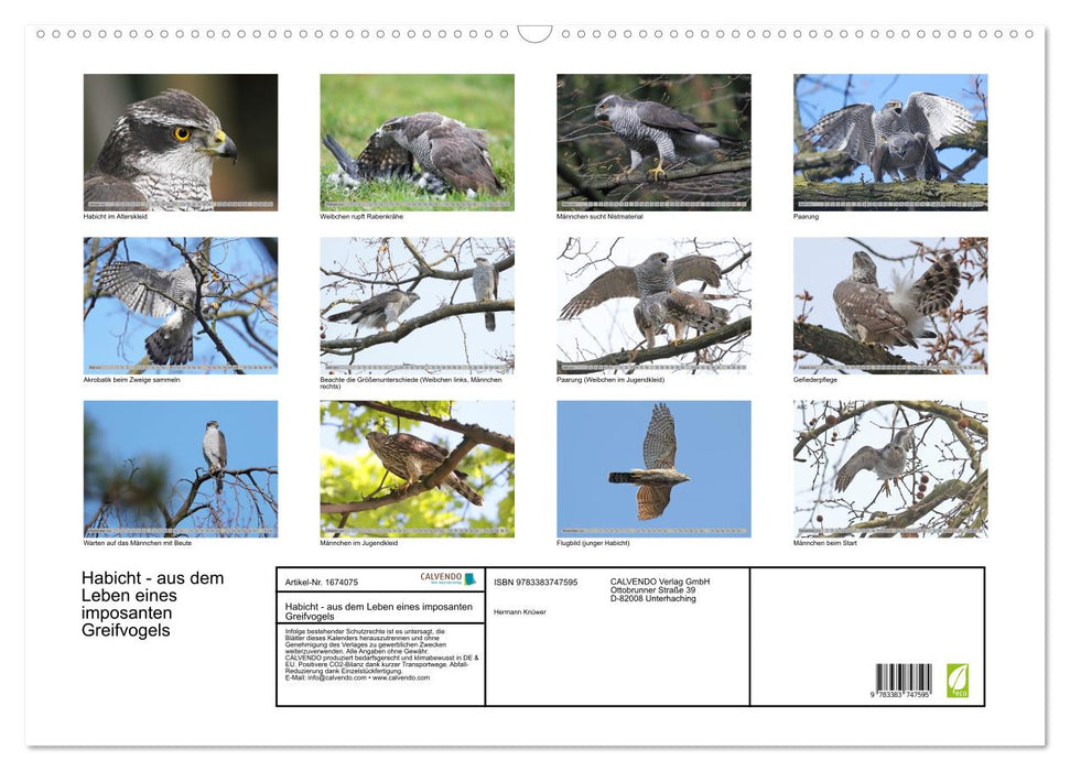 Habicht - aus dem Leben eines imposanten Greifvogels (CALVENDO Wandkalender 2024)