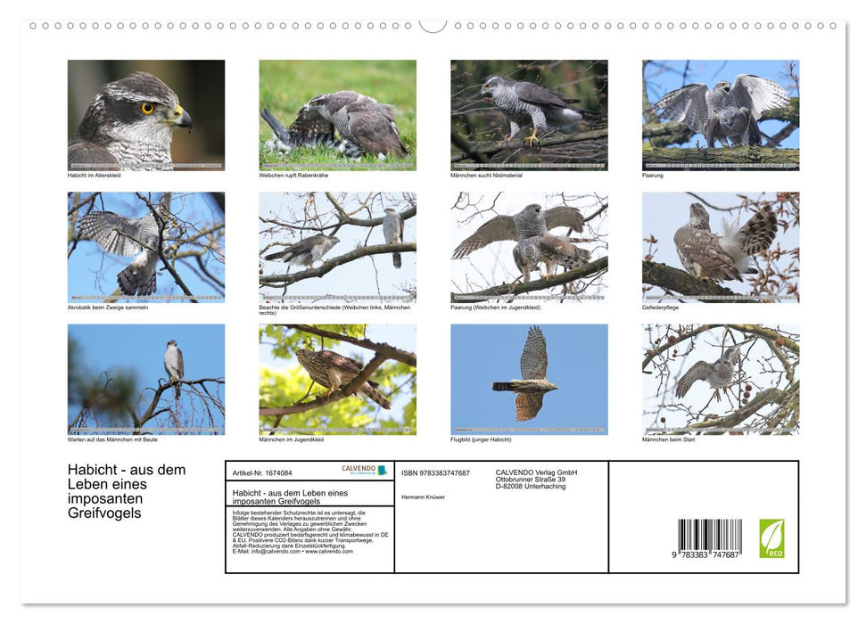 Habicht - aus dem Leben eines imposanten Greifvogels (CALVENDO Premium Wandkalender 2024)