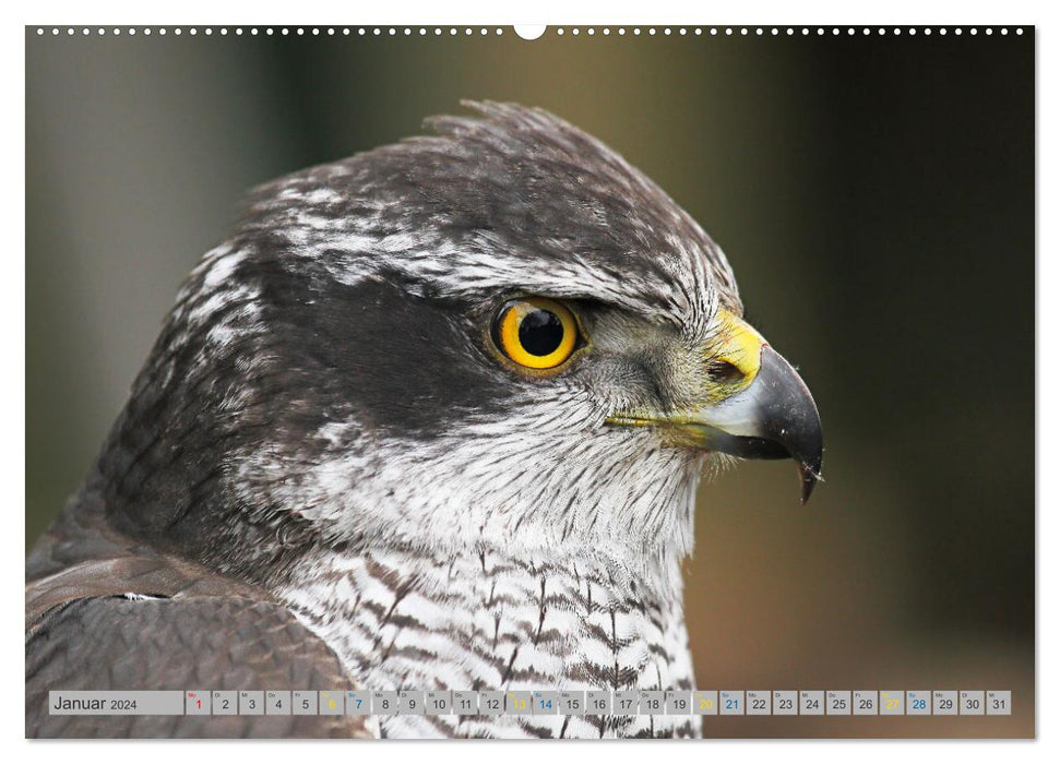 Habicht - aus dem Leben eines imposanten Greifvogels (CALVENDO Premium Wandkalender 2024)