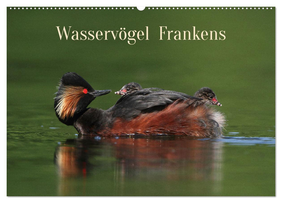 Wasservögel Frankens (CALVENDO Wandkalender 2024)