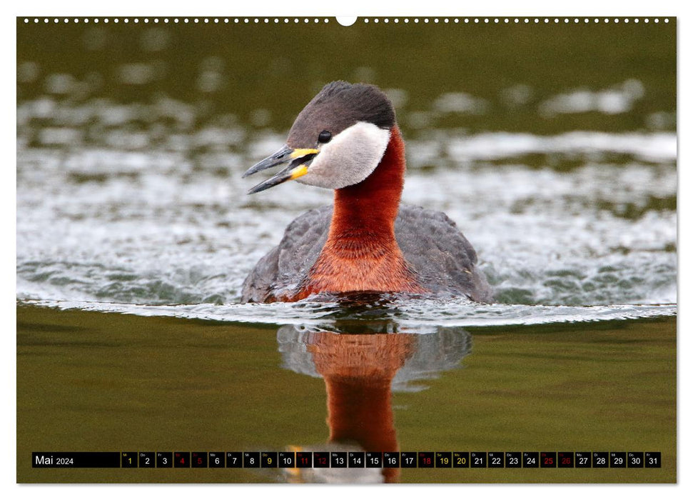 Wasservögel Frankens (CALVENDO Premium Wandkalender 2024)