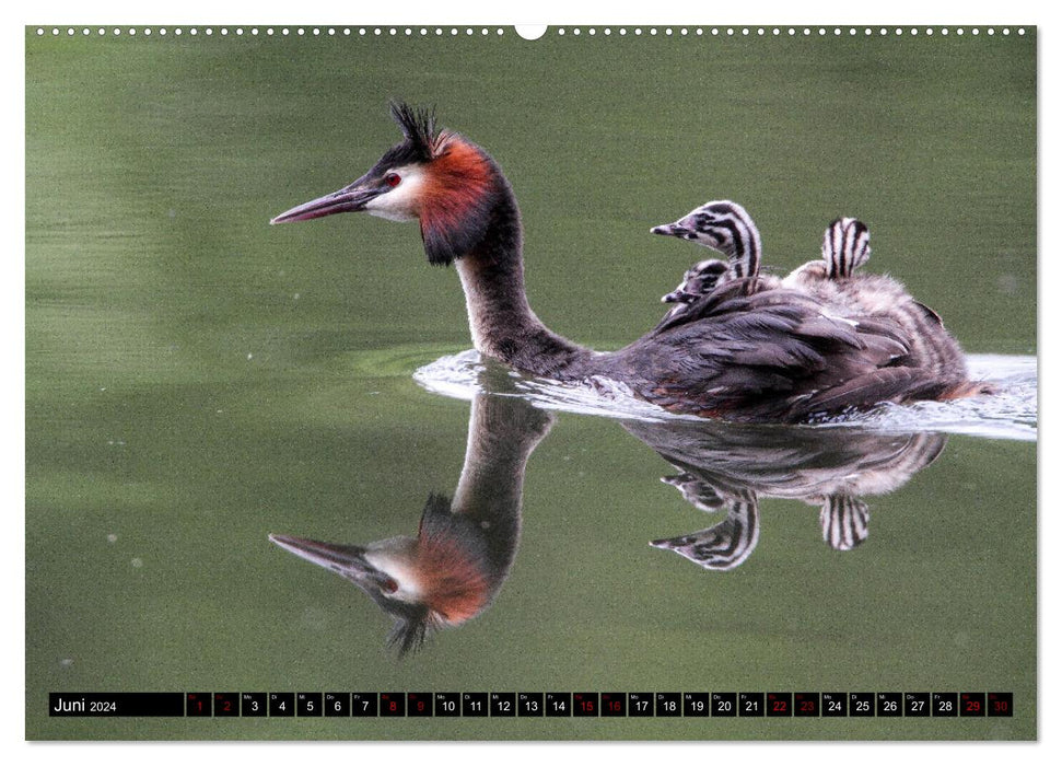 Wasservögel Frankens (CALVENDO Premium Wandkalender 2024)