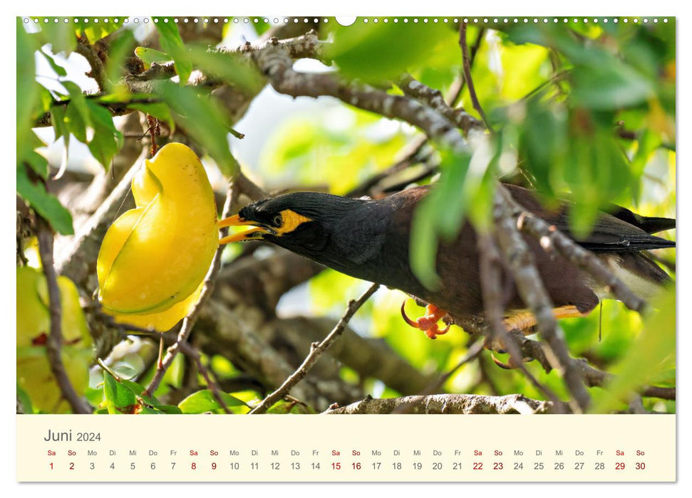 Traumhafte Seychellen (CALVENDO Wandkalender 2024)