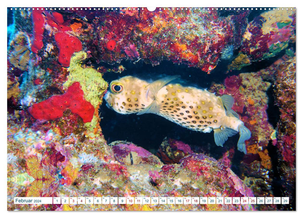 Geheimnisvolle Welt unter Wasser - Nachts am Riff (CALVENDO Wandkalender 2024)