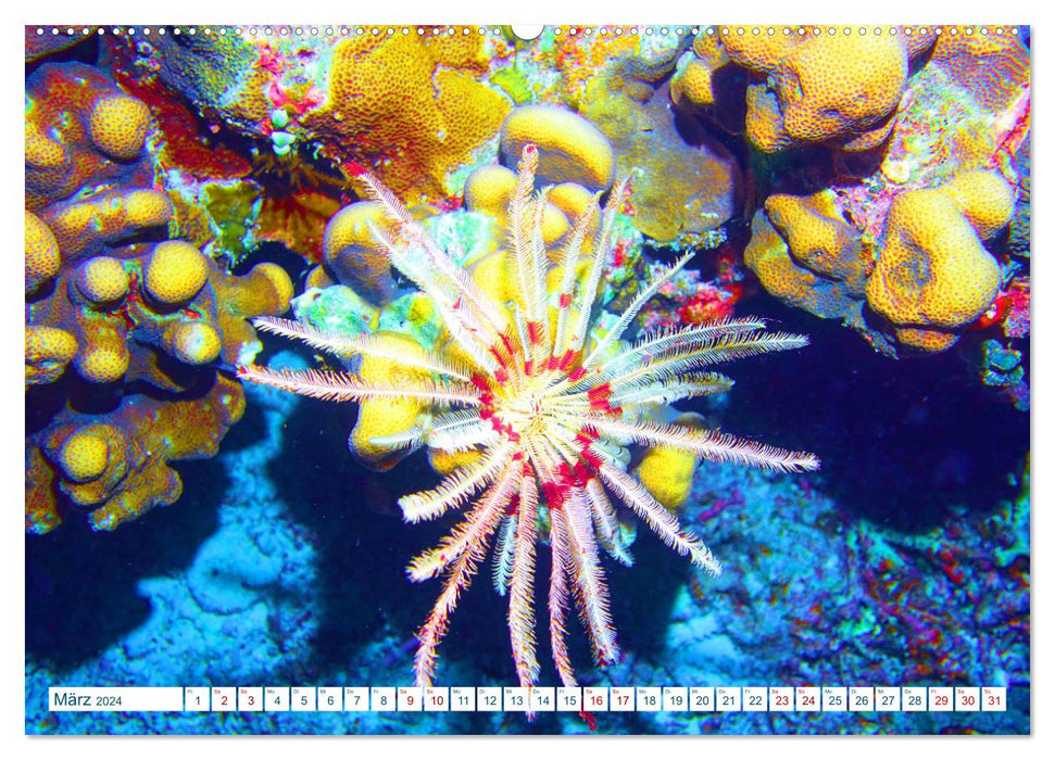 Geheimnisvolle Welt unter Wasser - Nachts am Riff (CALVENDO Premium Wandkalender 2024)