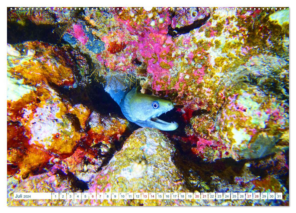 Geheimnisvolle Welt unter Wasser - Nachts am Riff (CALVENDO Premium Wandkalender 2024)