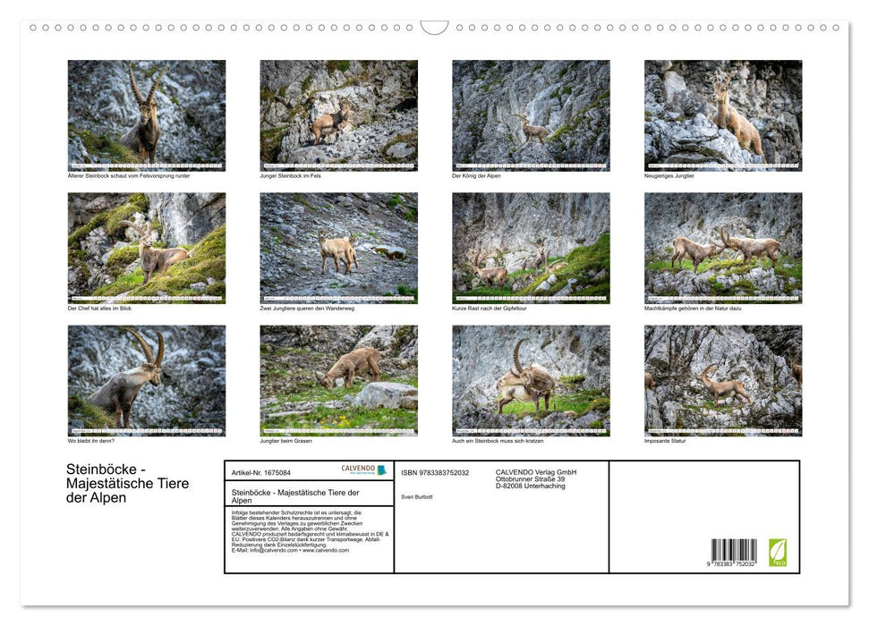 Steinböcke - Majestätische Tiere der Alpen (CALVENDO Wandkalender 2024)