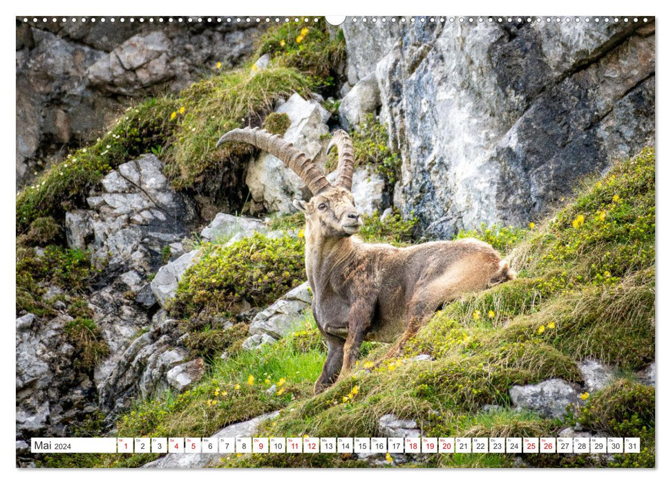 Steinböcke - Majestätische Tiere der Alpen (CALVENDO Wandkalender 2024)
