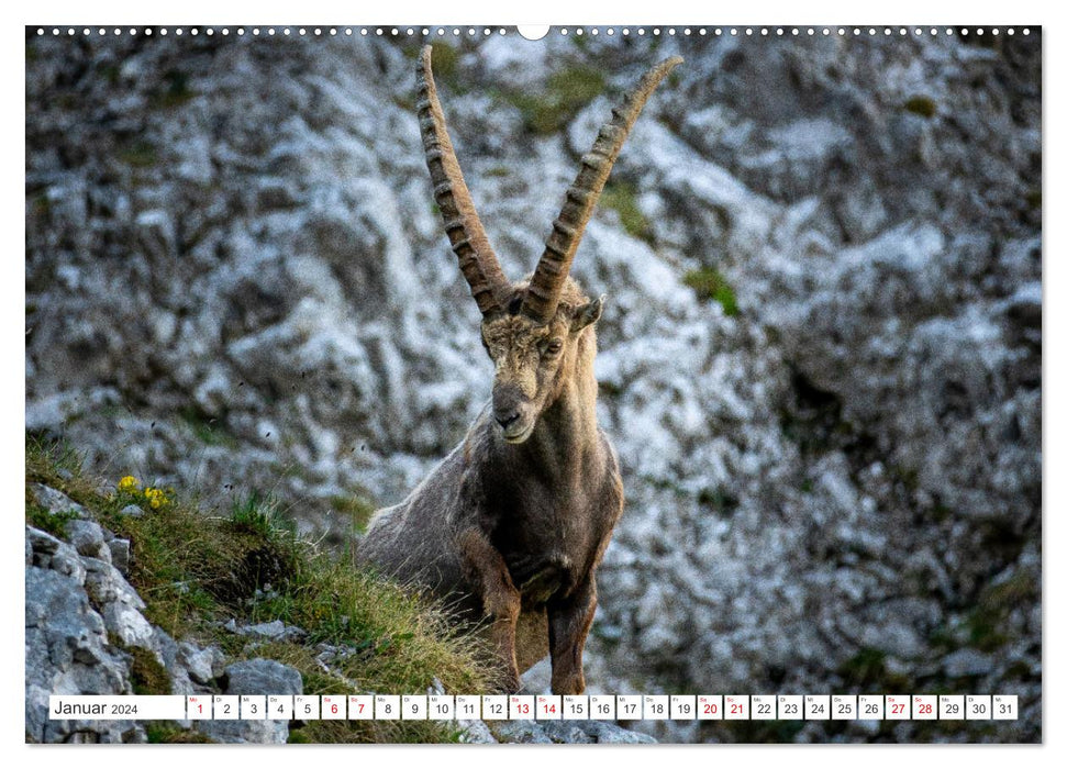 Steinböcke - Majestätische Tiere der Alpen (CALVENDO Premium Wandkalender 2024)