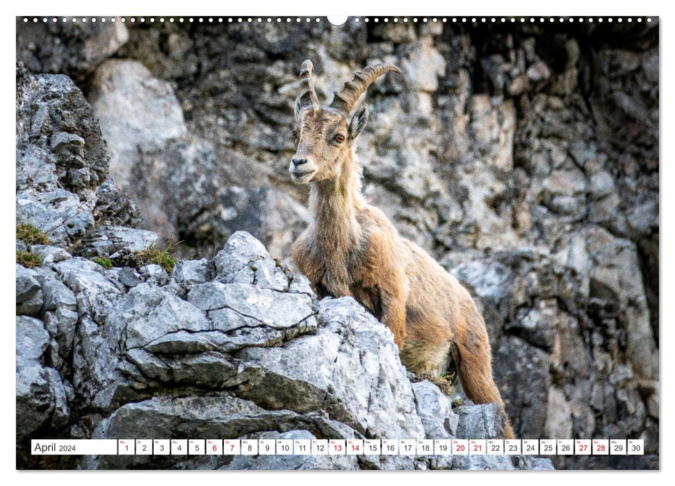 Steinböcke - Majestätische Tiere der Alpen (CALVENDO Premium Wandkalender 2024)