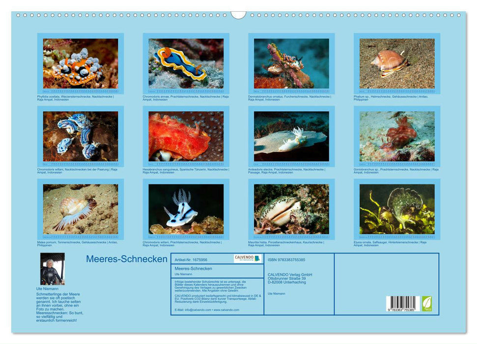 Meeres-Schnecken (CALVENDO Wandkalender 2024)