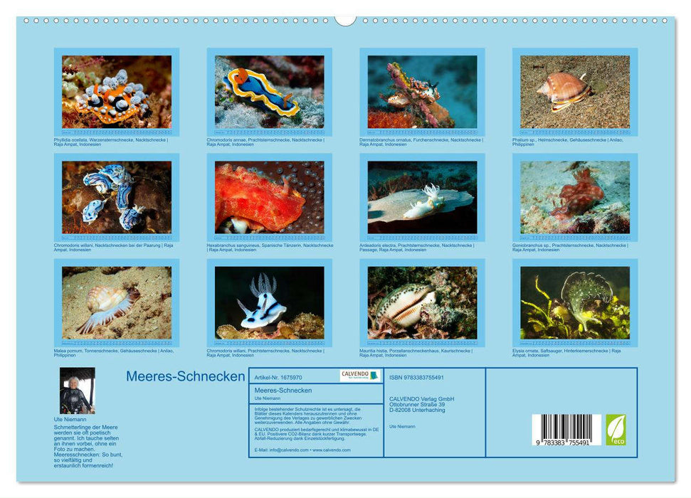 Meeres-Schnecken (CALVENDO Premium Wandkalender 2024)