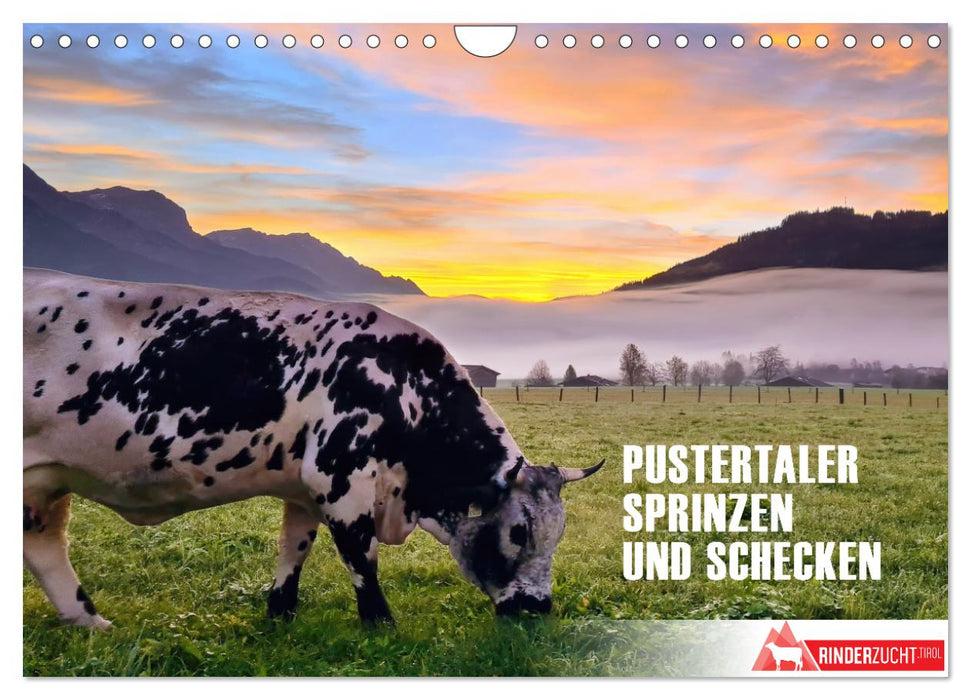 Pustertaler Sprinzen und Schecken in Österreich (CALVENDO Wandkalender 2024)