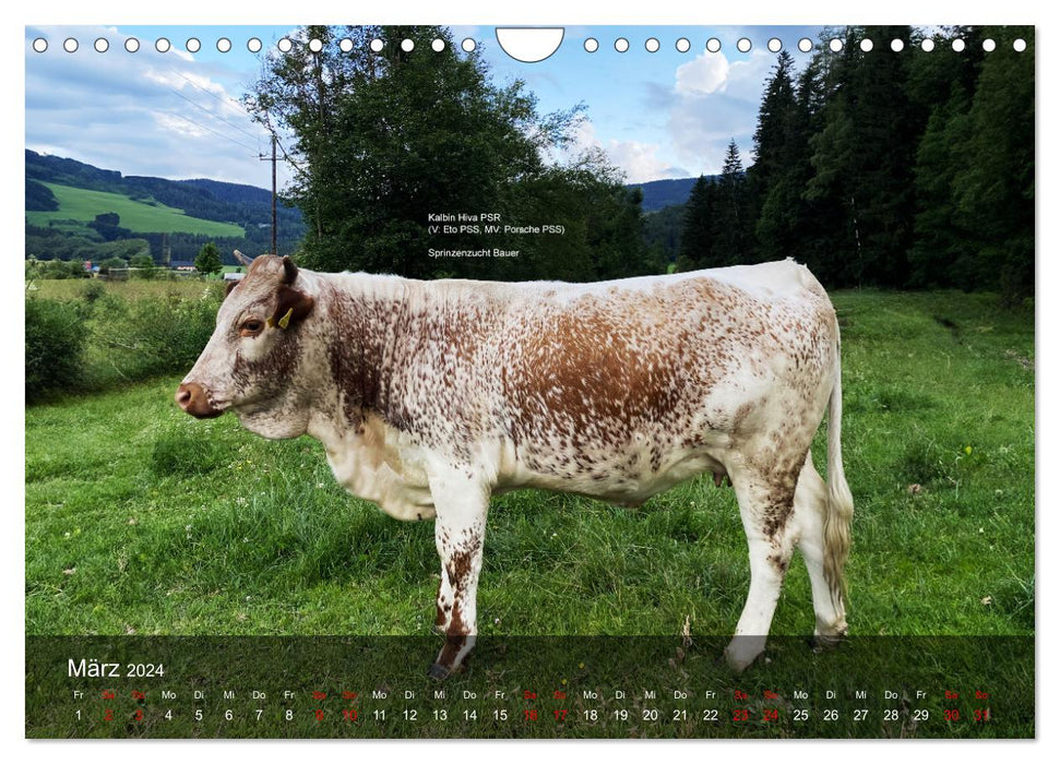 Pustertaler Sprinzen und Schecken in Österreich (CALVENDO Wandkalender 2024)