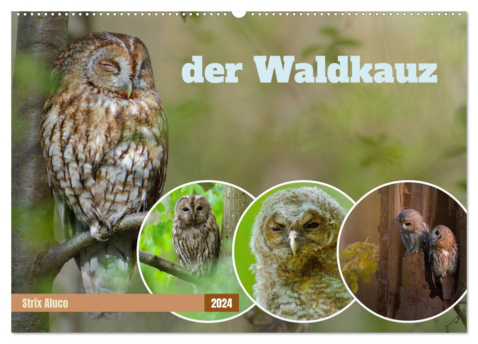 der Waldkauz - Strix Aluco (CALVENDO Wandkalender 2024)