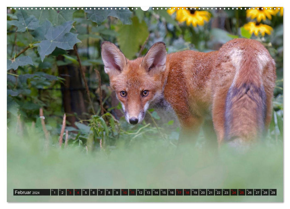 Wo Kauz & Fuchs sich "gut`Nacht" sagen (CALVENDO Premium Wandkalender 2024)