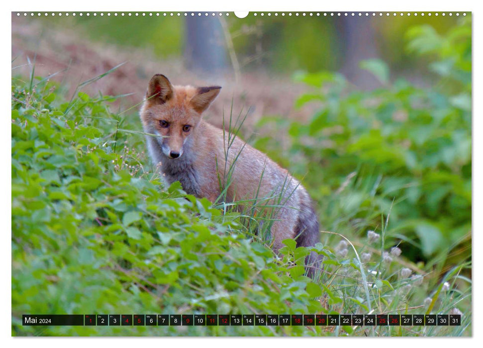 Wo Kauz & Fuchs sich "gut`Nacht" sagen (CALVENDO Premium Wandkalender 2024)