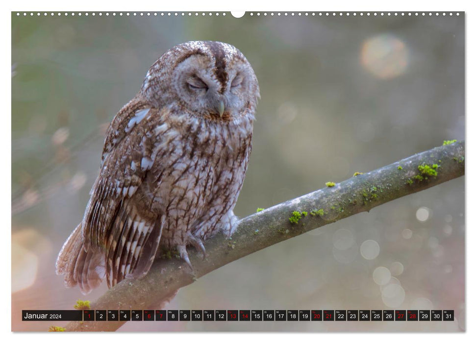 Wo Kauz & Fuchs sich "gut`Nacht" sagen (CALVENDO Wandkalender 2024)