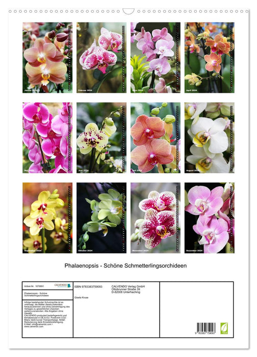 Phalaenopsis - Belles orchidées papillons (Calendrier mural CALVENDO 2024) 
