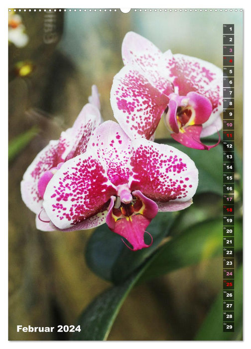 Phalaenopsis - Belles orchidées papillons (Calendrier mural CALVENDO 2024) 