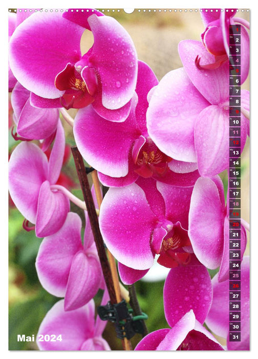 Phalaenopsis - Schöne Schmetterlingsorchideen (CALVENDO Wandkalender 2024)