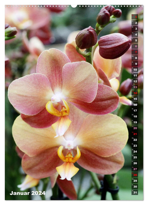 Phalaenopsis – Belles orchidées papillons (Calvendo Premium Wall Calendar 2024) 
