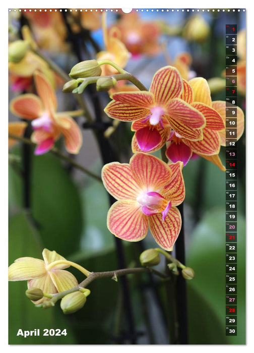 Phalaenopsis - Schöne Schmetterlingsorchideen (CALVENDO Premium Wandkalender 2024)