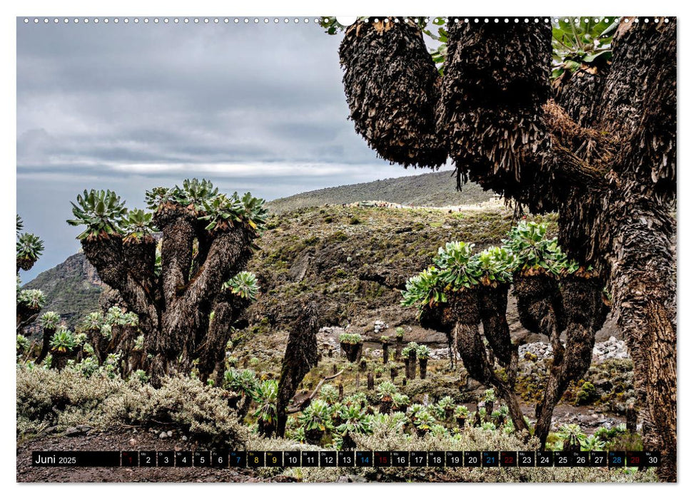 Kilimanjaro - das Dach Afrikas (CALVENDO Wandkalender 2025)