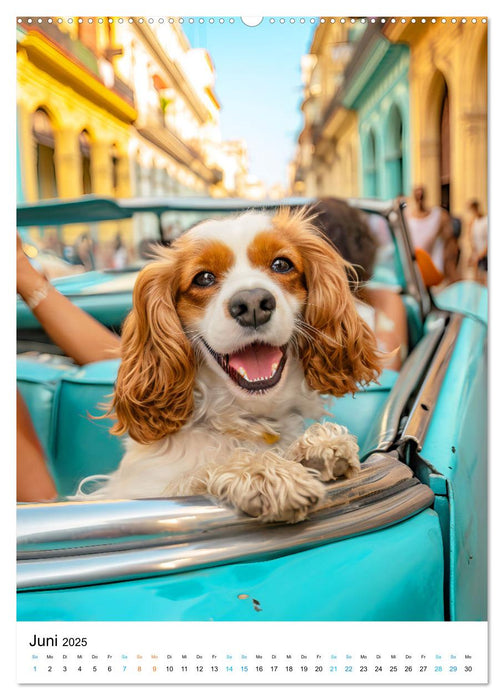 Cavalier King Charles Spaniel - Lustige Weltenreise im Selfie-Modus (CALVENDO Premium Wandkalender 2025)