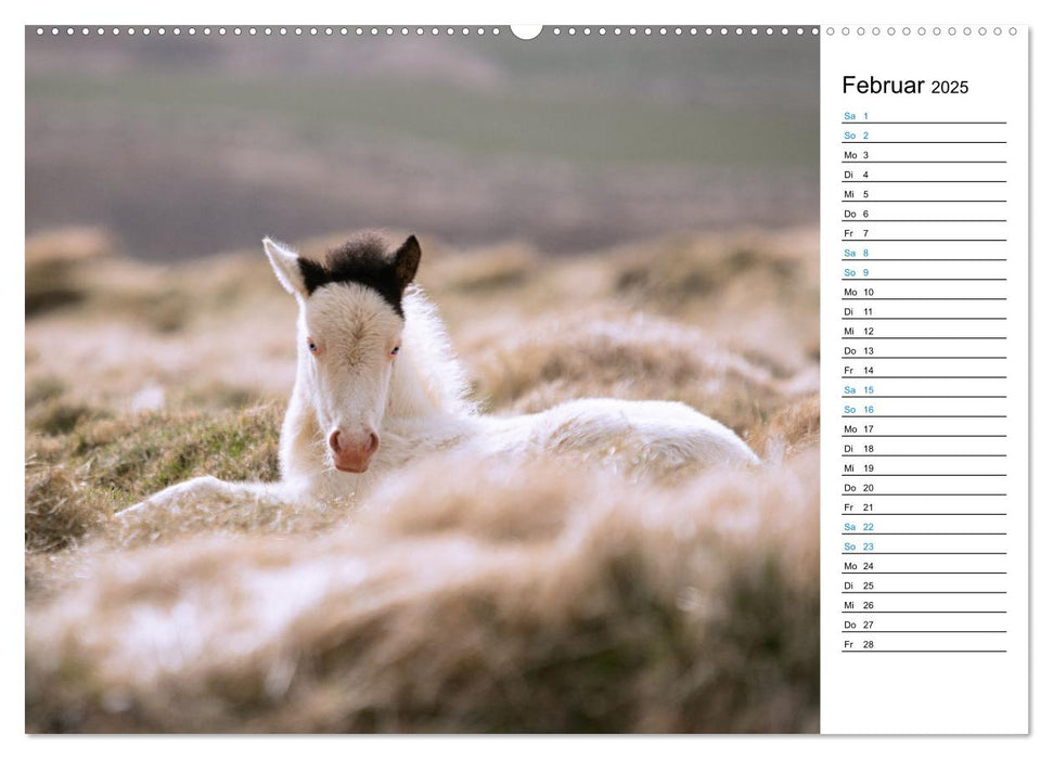 Islandpferde Kalender - Pferde von der Insel aus Feuer und Eis (CALVENDO Premium Wandkalender 2025)