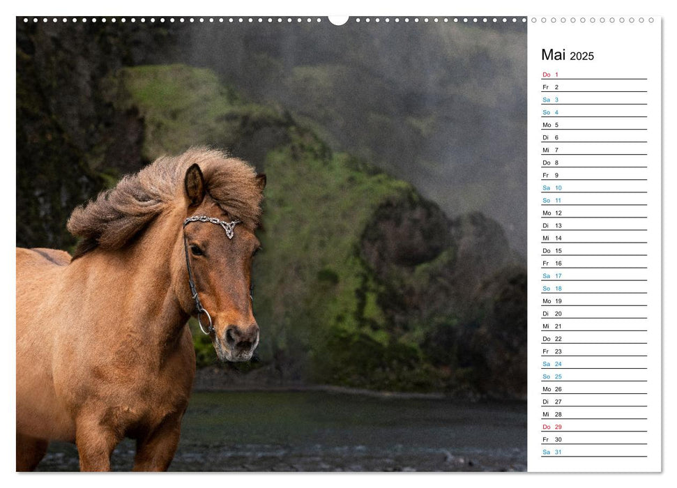 Islandpferde Kalender - Pferde von der Insel aus Feuer und Eis (CALVENDO Premium Wandkalender 2025)