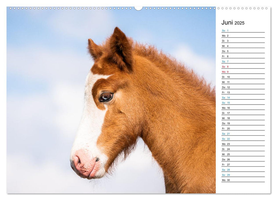 Islandpferde Kalender - Pferde von der Insel aus Feuer und Eis (CALVENDO Premium Wandkalender 2025)